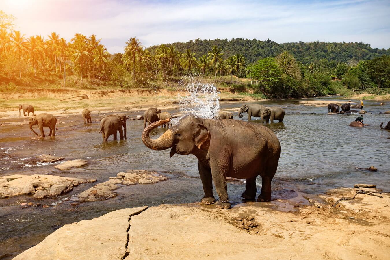 We Reviewed Elephant's Life : HelloTech How